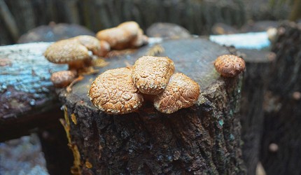 龍門水庫採香菇體驗