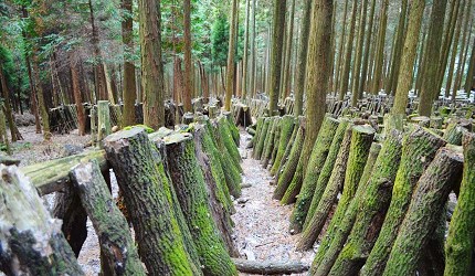 龍門水庫採香菇體驗