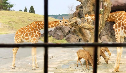 九州自然動物公園餵食體驗