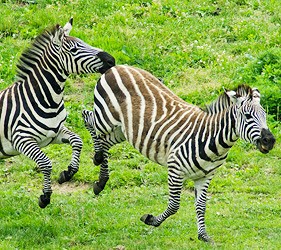 九州自然動物公園大型動物
