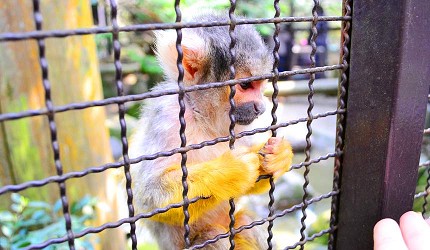 九州自然動物公園裡的松鼠猴